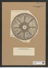 Aulacodiscus angulatus Grev. (de-Toni-Nr.: Genus 182, Species 4505) Zeichnungen Sammlung Grunow Nr. 8071 (NHMW-BOT-W0377397)